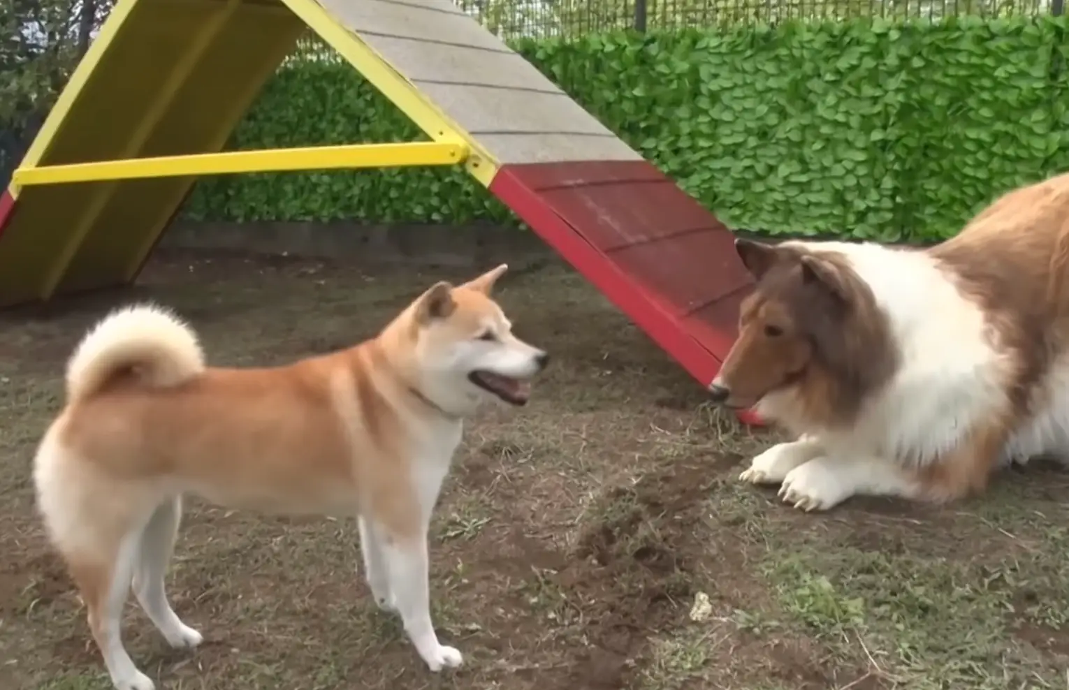 Toco meets other animals, too.