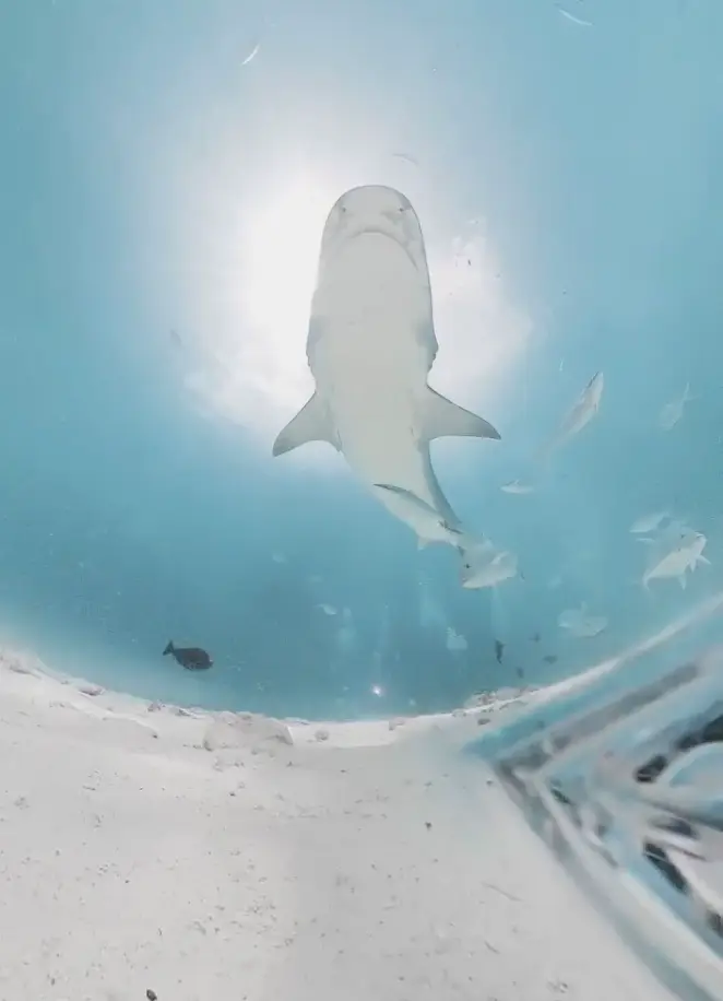 The tiger shark ended up tucking into Zimy's camera (Instagram/@zimydakid)