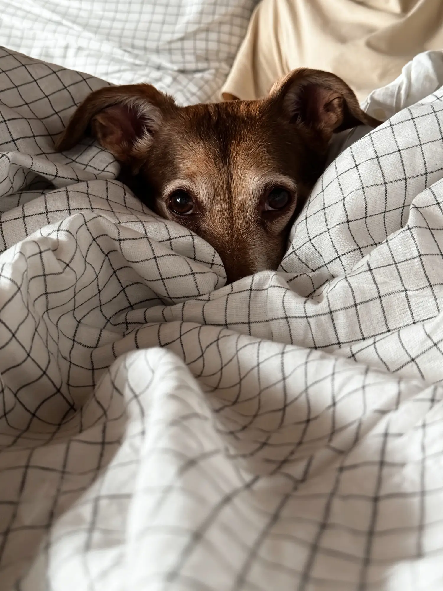 How could you say no to that face? (Getty Stock)