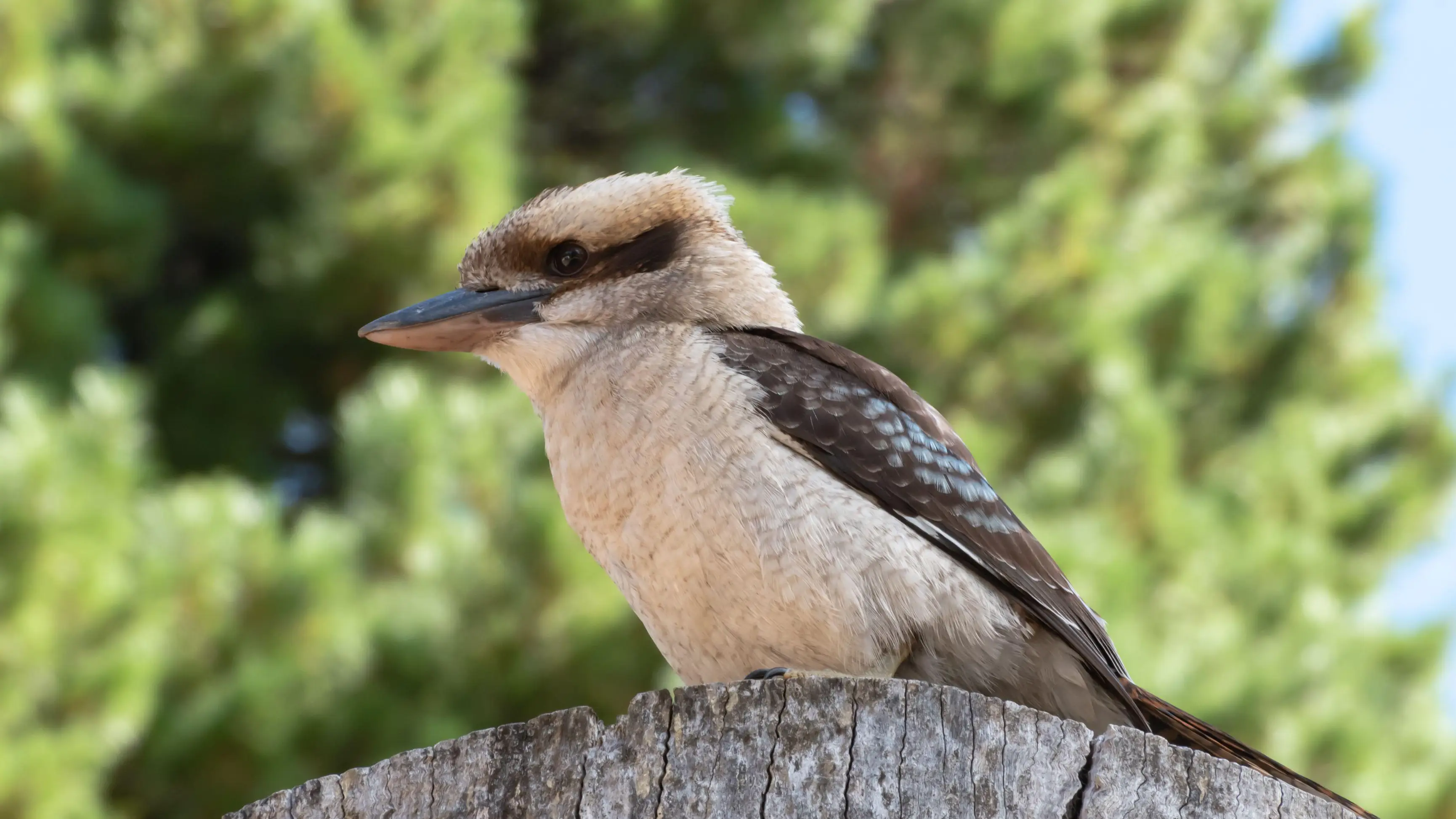 Here's why kookaburra numbers are declining in Australian cities