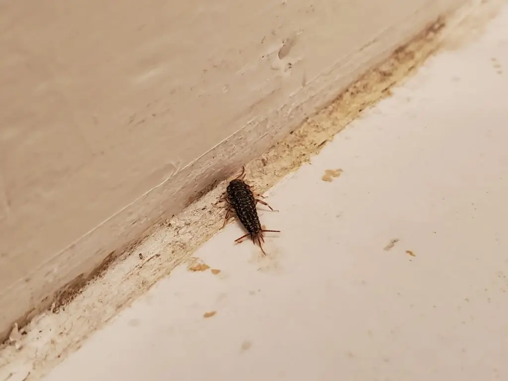 Silverfish live where moisture builds. (Smith Collection/Gado/Getty Images)