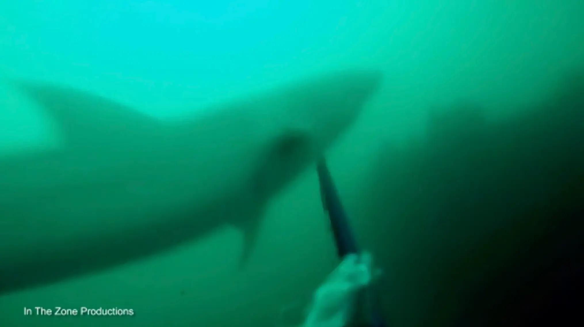The great white shark decided to get himself involved with a diver.