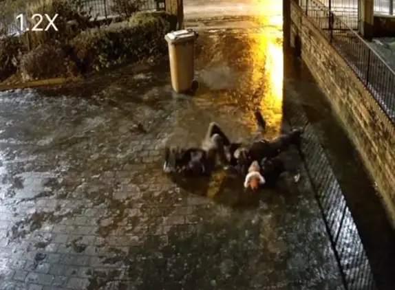 These lads really gave Harry and Marv a run for their money.