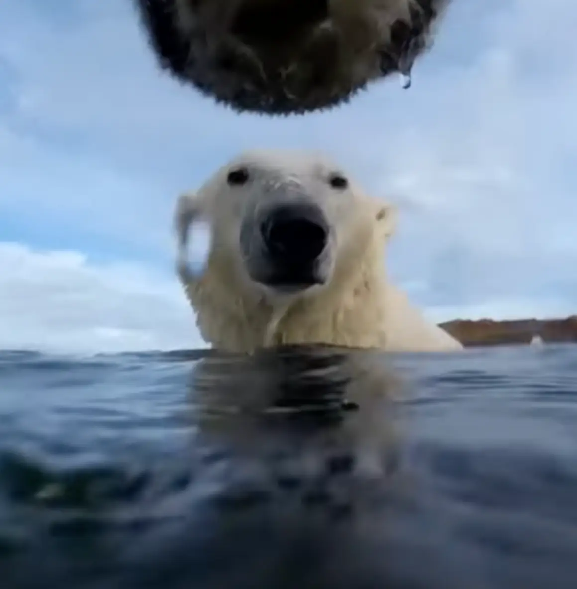 Polar bears have been found to behave a lot like dogs (USGS/Washington State University)