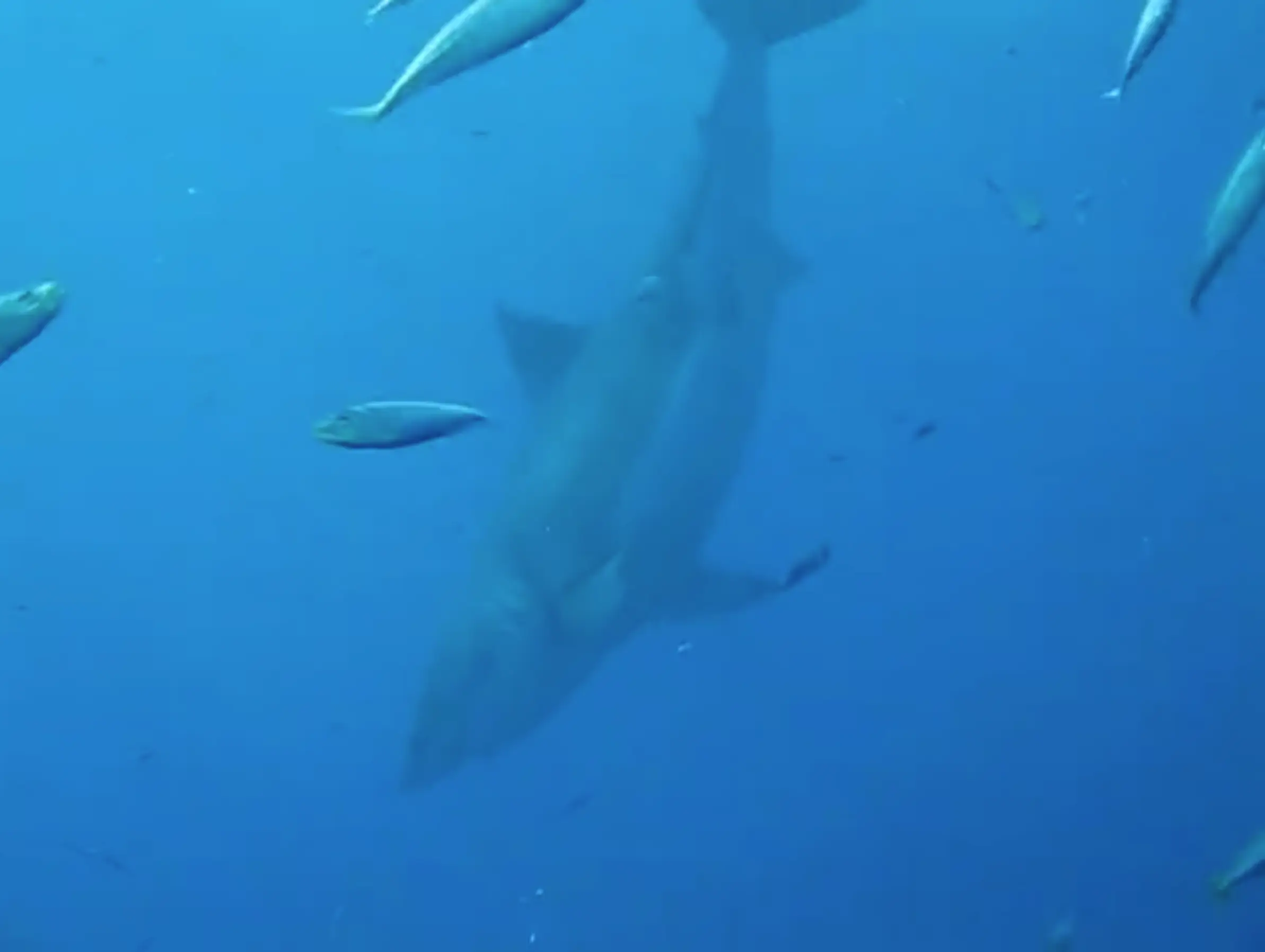 Deep Blue is a seriously large fish.