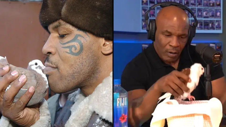 Mike Tyson Knocked Out Bin Man For Putting Favourite Pigeon In The Bin
