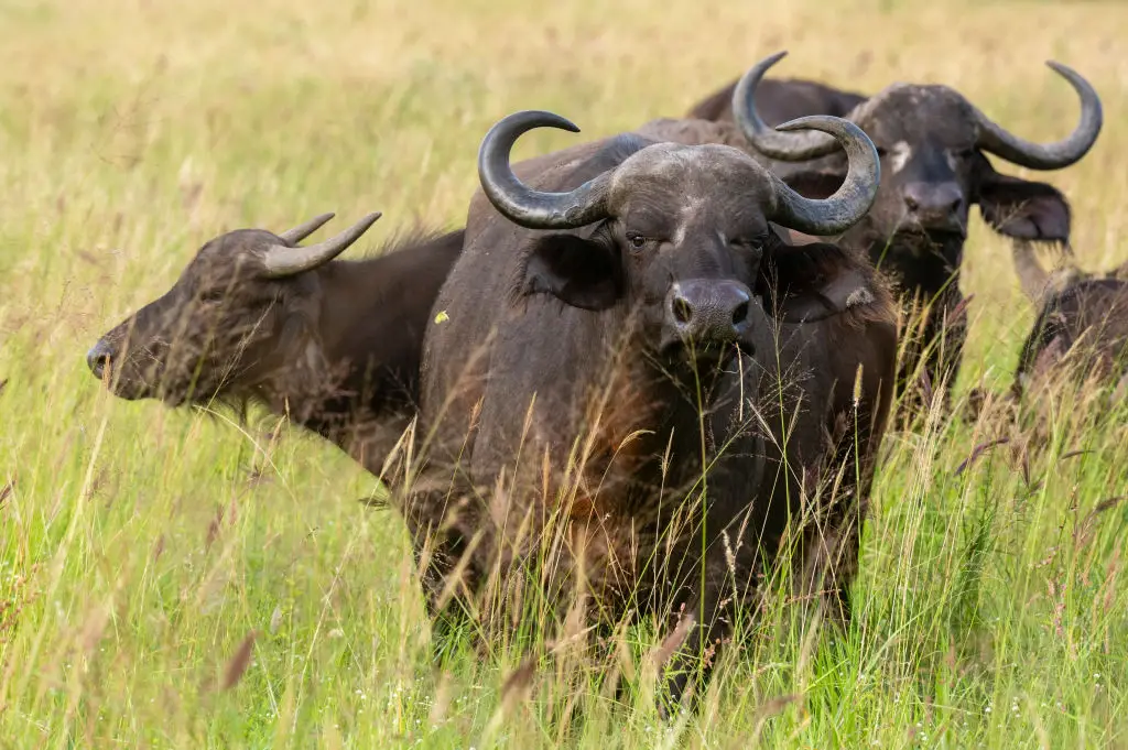 Cape buffalo are said to be able to run up to 37mph (Sergio Pitamitz/VWPics/Universal Images Group via Getty Images)