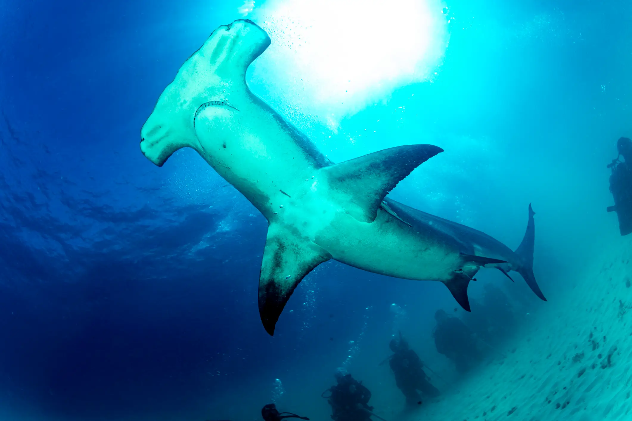Hammerheads may be forced to cooler waters (Getty Stock)