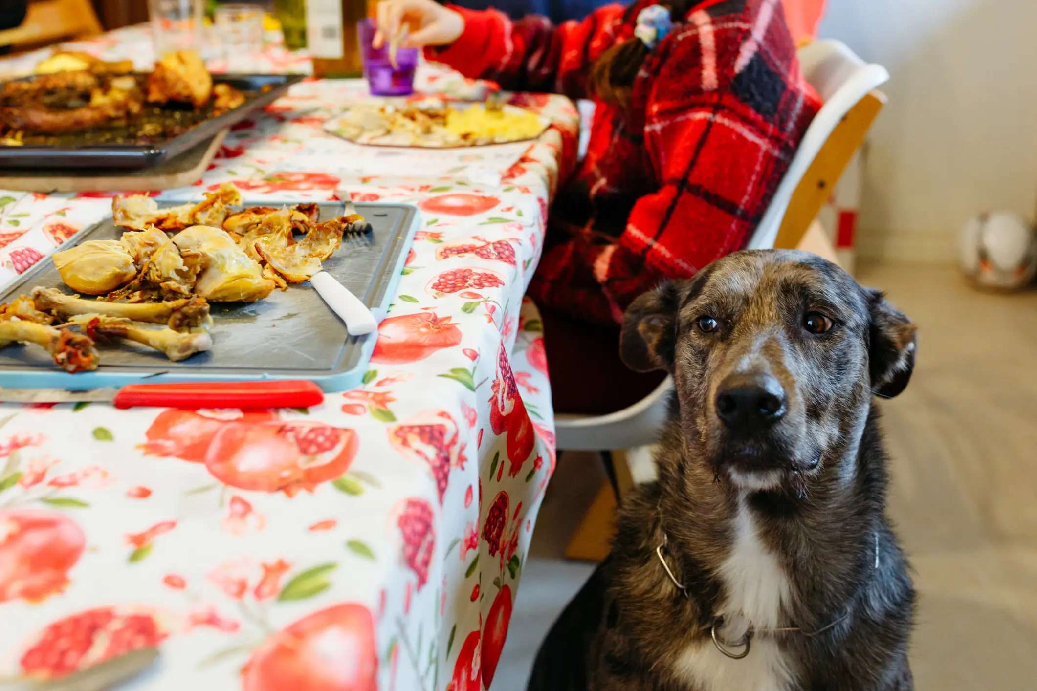 Festive feasts can quickly turn dangerous for dogs when food is shared (EyeEm Mobile GmbH/Getty Images)