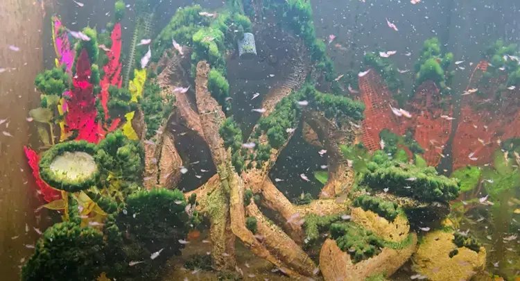 Sea-Monkey Dude has the 'world's largest Sea-Monkey colony' (YouTube/Sea-Monkey Dude)