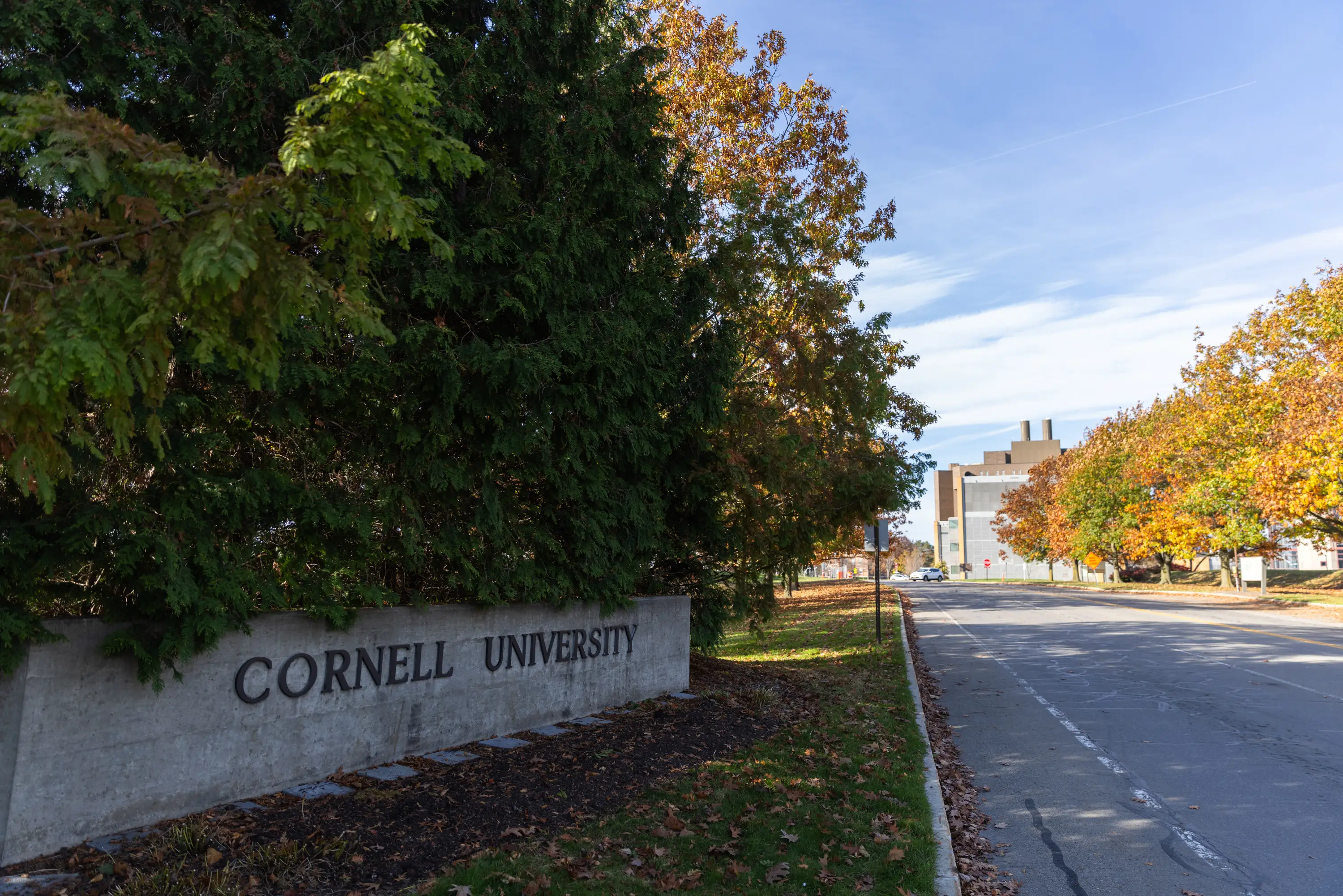 A lawsuit has been filed against Cornell University and several students (Matt Burkhartt/Getty Images)
