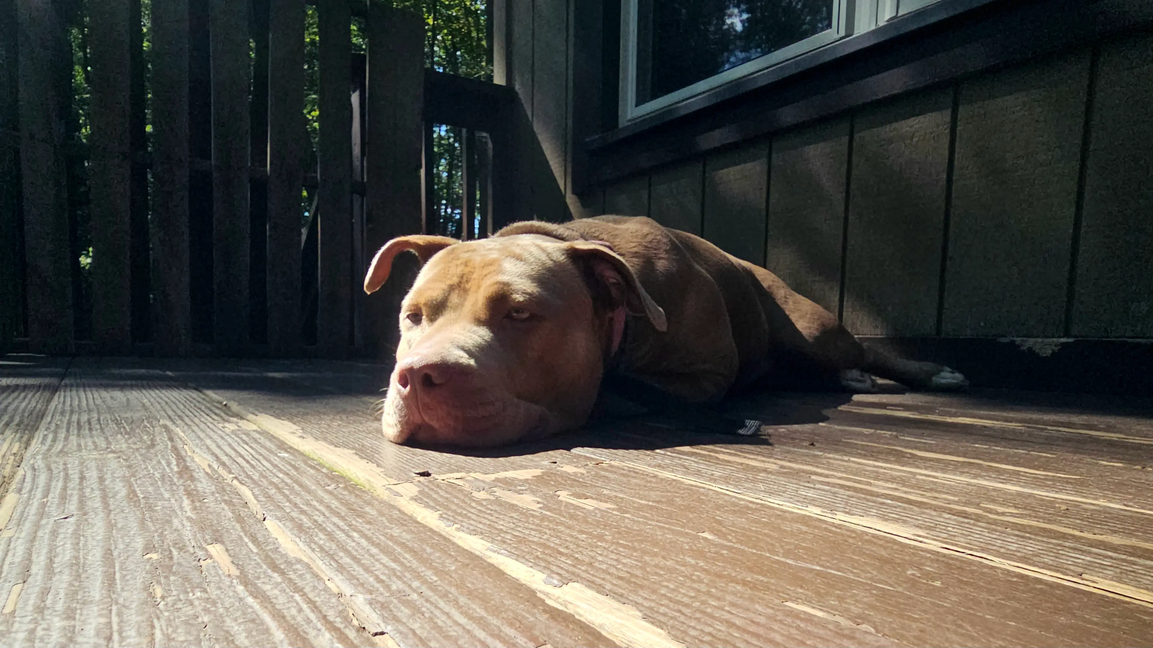 Stock image of an XL bully.