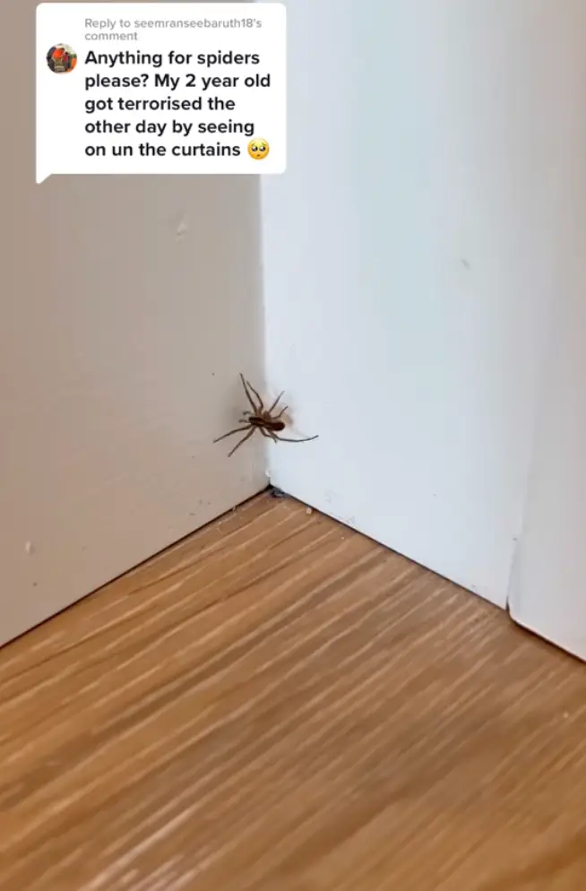 A woman has shared a simple hack to banish spiders.