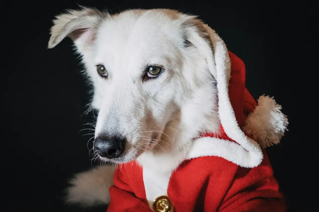 Christmas food can prove deadly for dogs (