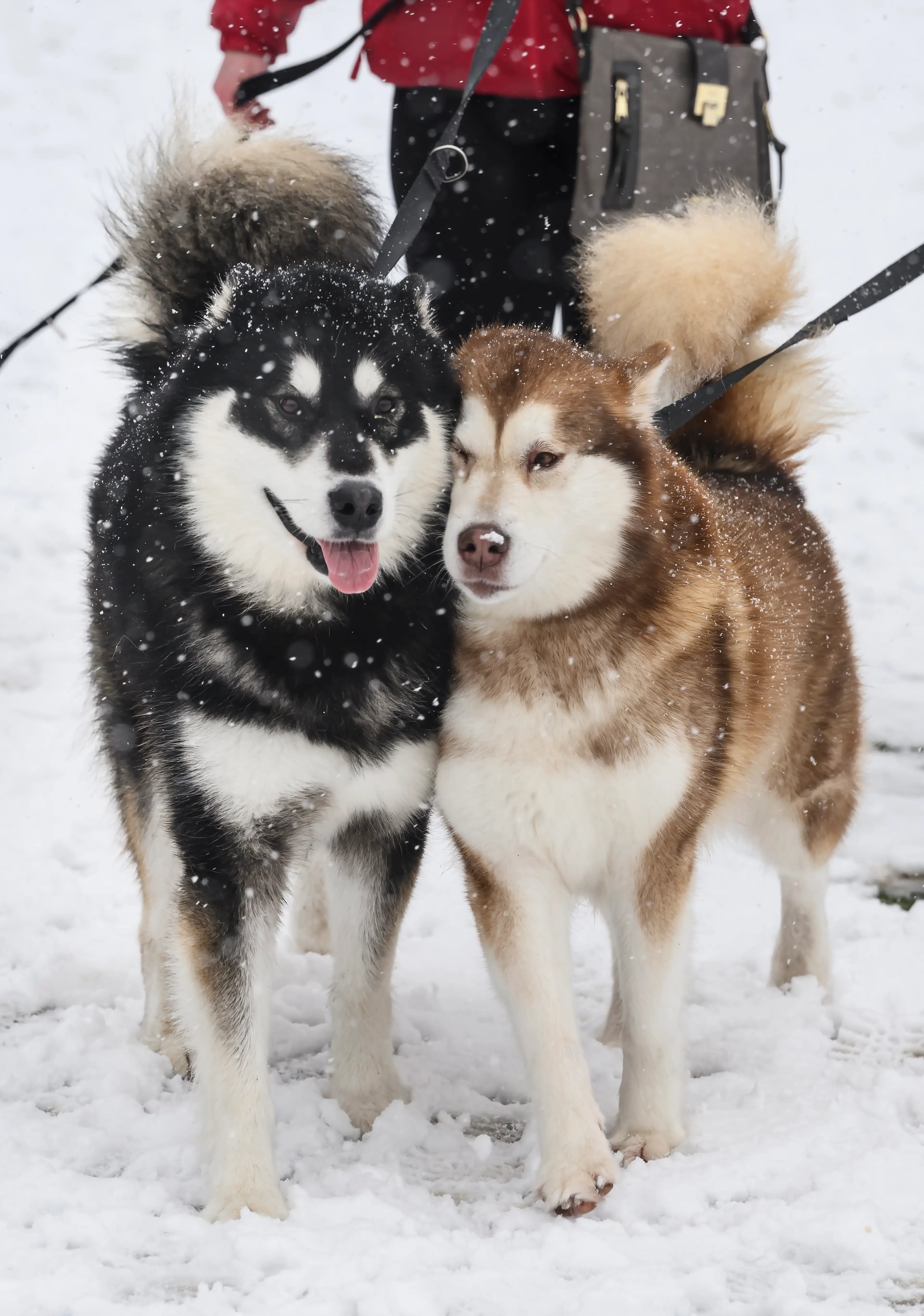 Not all dogs hate snow.