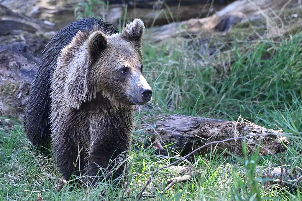 Brown bears mostly avoid humans unless provoked or startled, but mothers with cubs can be aggressive (Jean-Christophe VERHAEGEN / AFP via Getty Images)