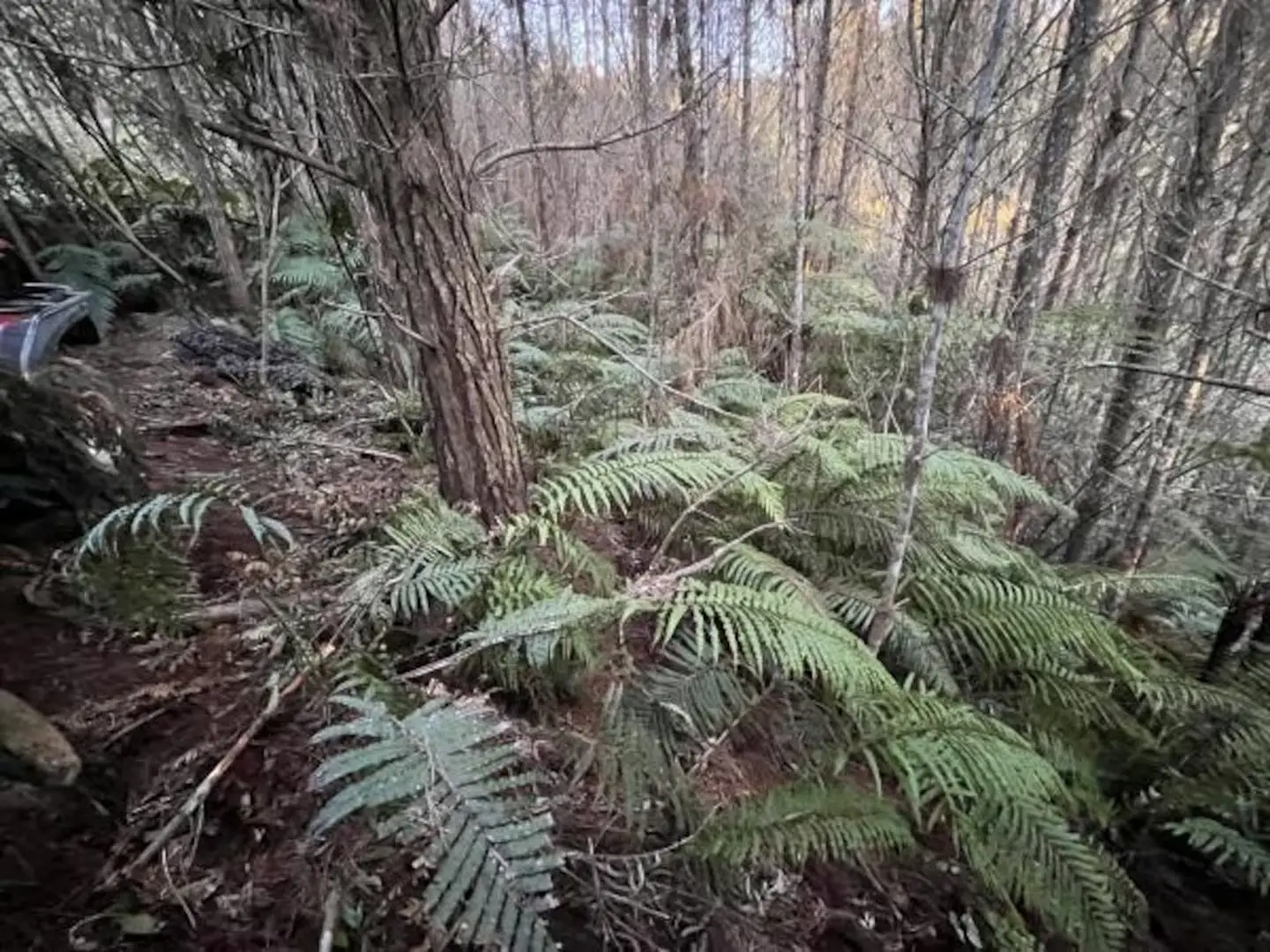 It's easy to understand how they were able to hide for so long in the wilderness (NZ Police)