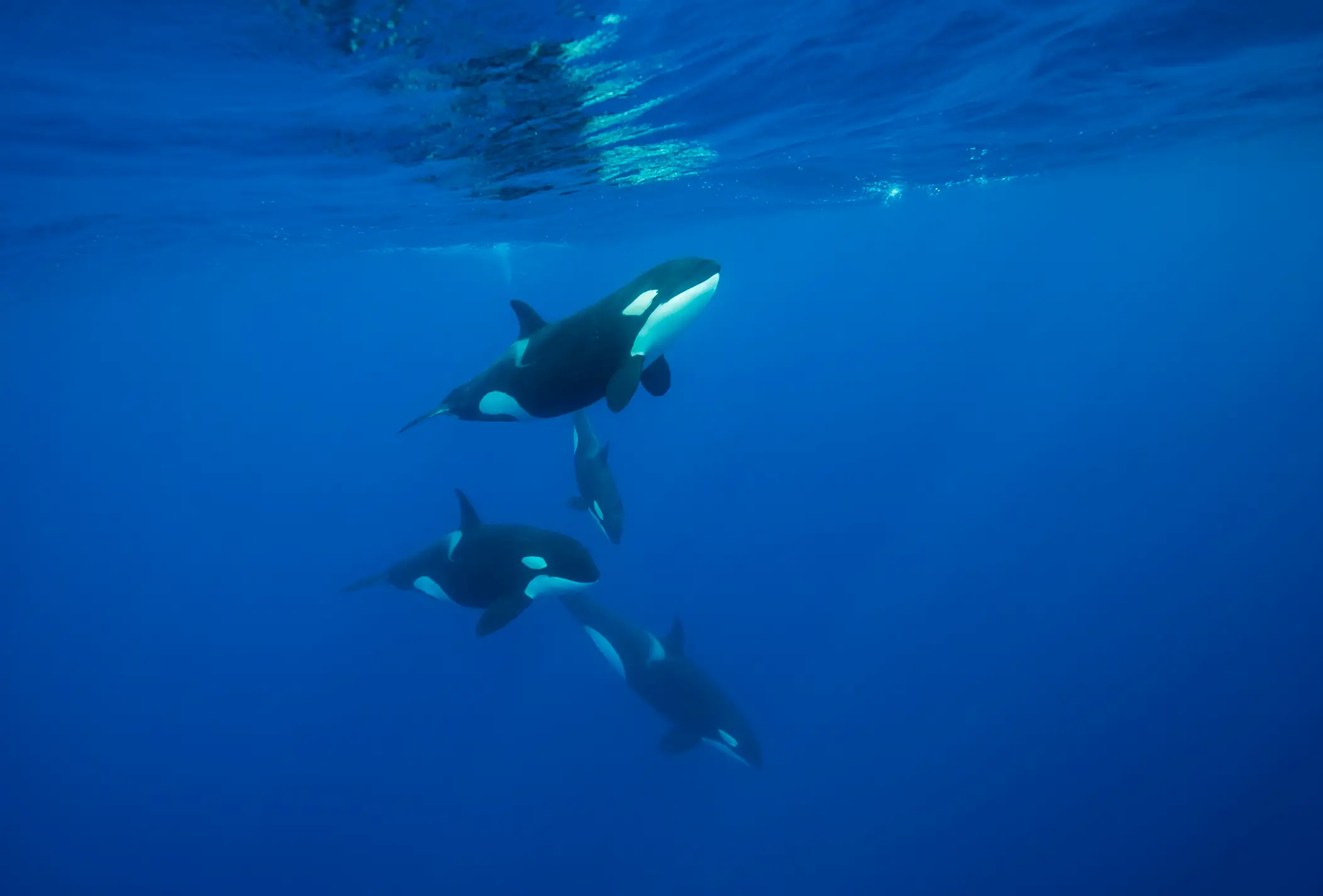 Orcas often travel in pods to hunt (Getty Stock Image)