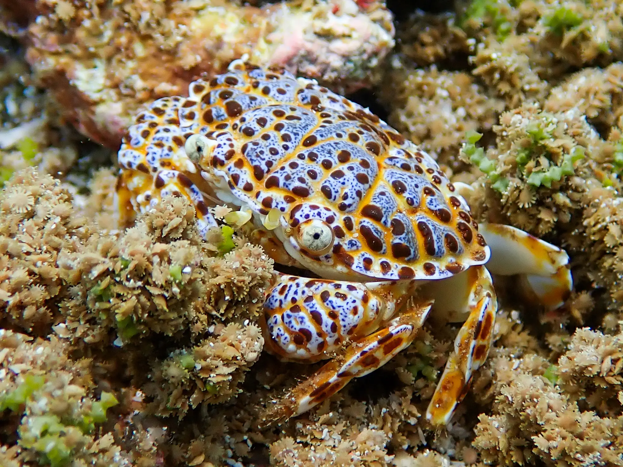 The toxic reef crab, also known as zosimus aeneus (Getty Stock Images)