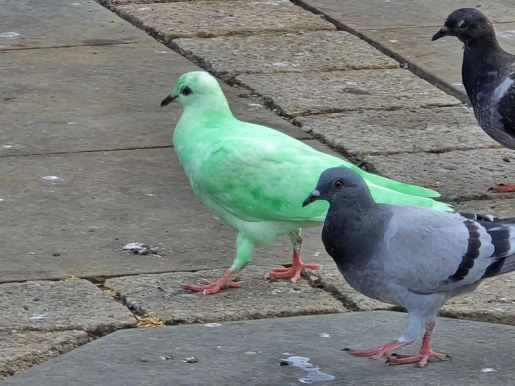 The bright green bird certainly stands out in a crowd (SWNS)