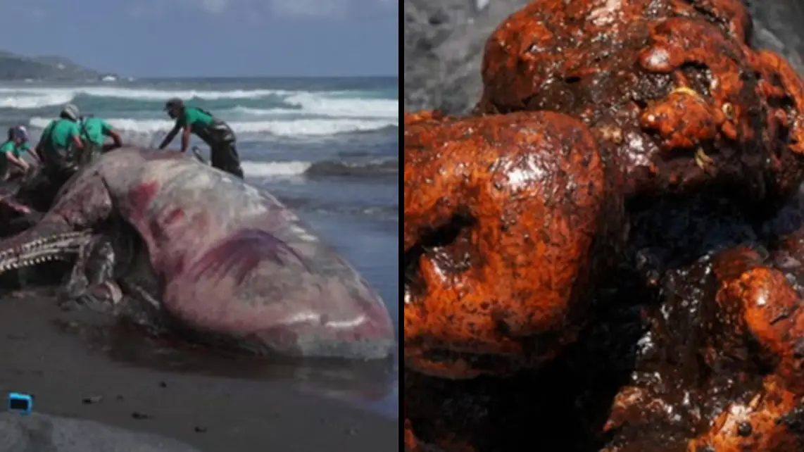 Universidad de Las Palmas de Gran Canaria