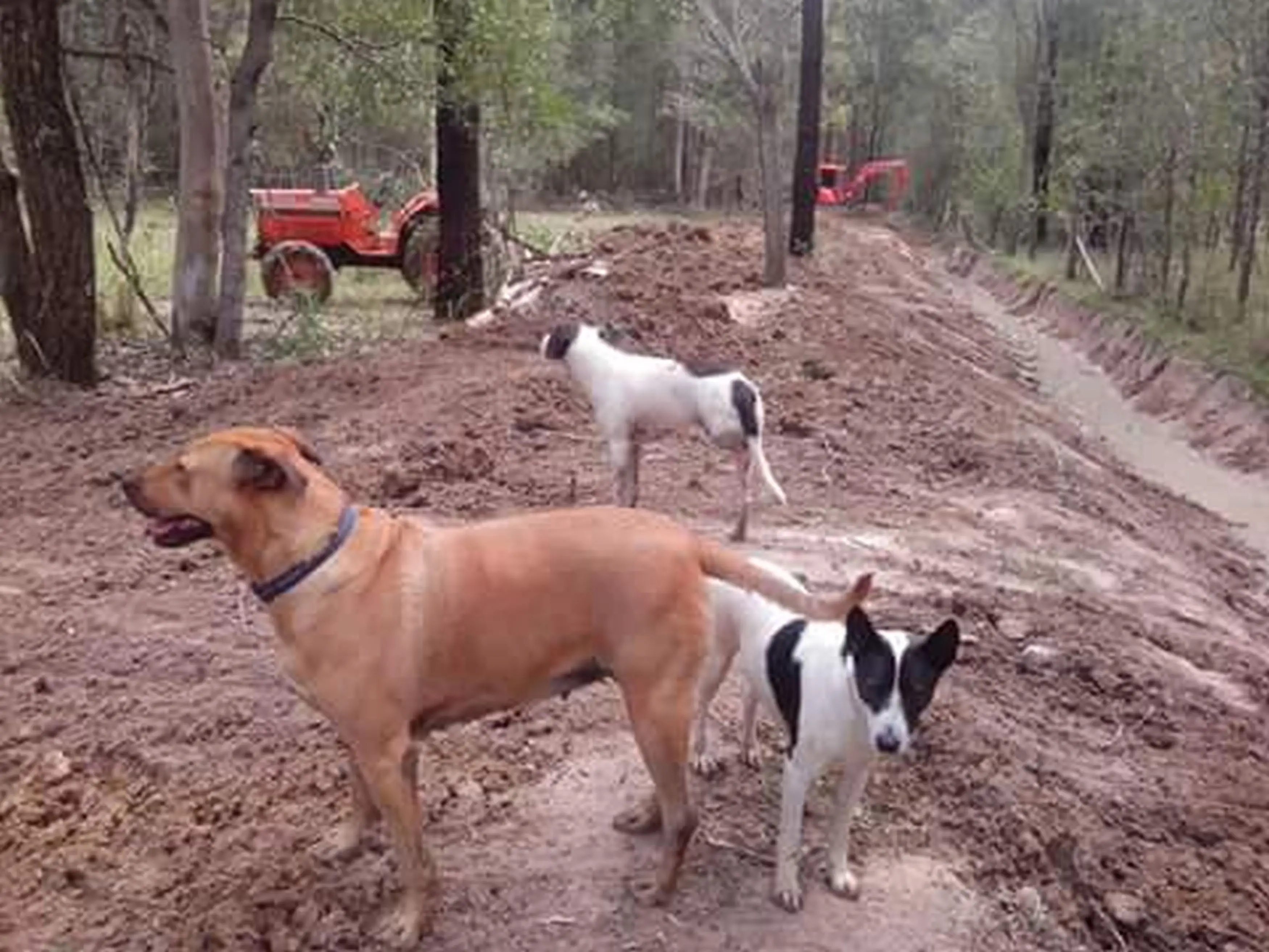 The farmer's three dogs wanted the kangaroo out of their territory (Kennedy News and Media)