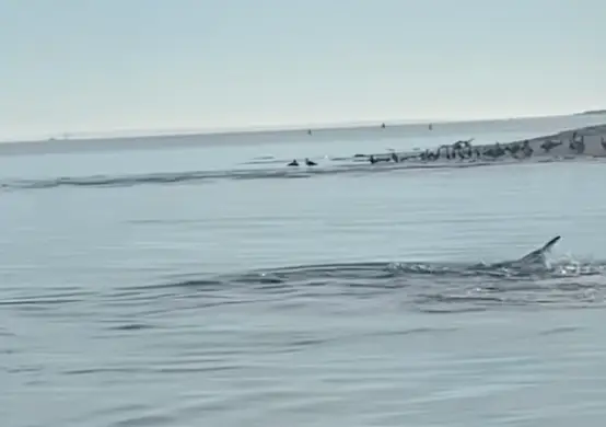 However, other viewers of the footage suggested it's likely a gator, baby whale or seal.