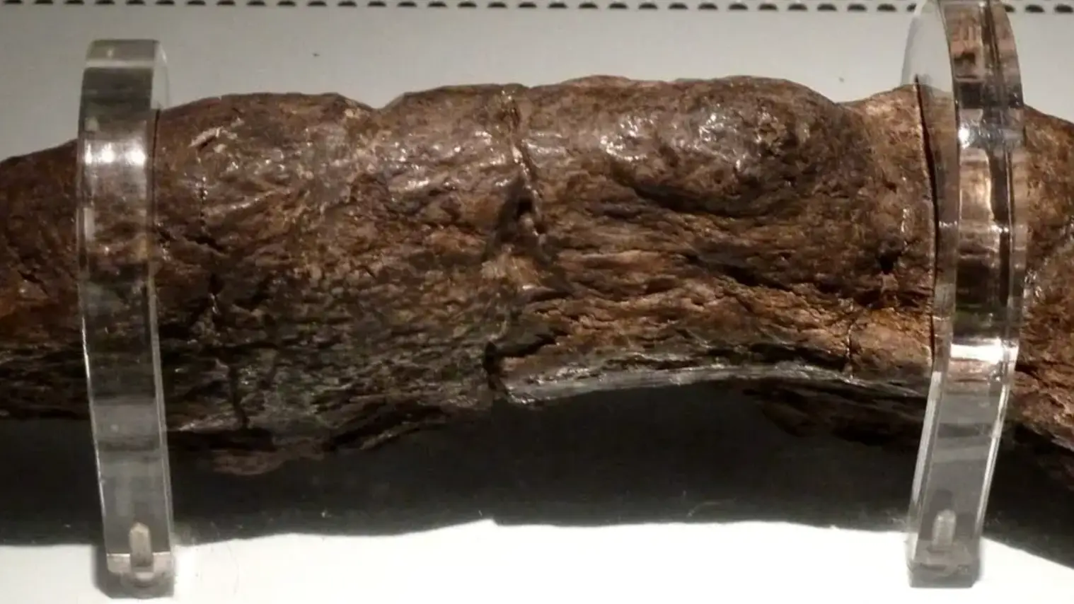 People All Saying The Same Thing After Footage Of The Biggest Poo On Record Resurfaces