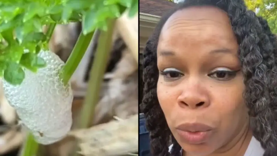 Woman Makes Shocking Discovery Inside ‘Harmful’ Froth Plants Spotted In Gardens Across UK