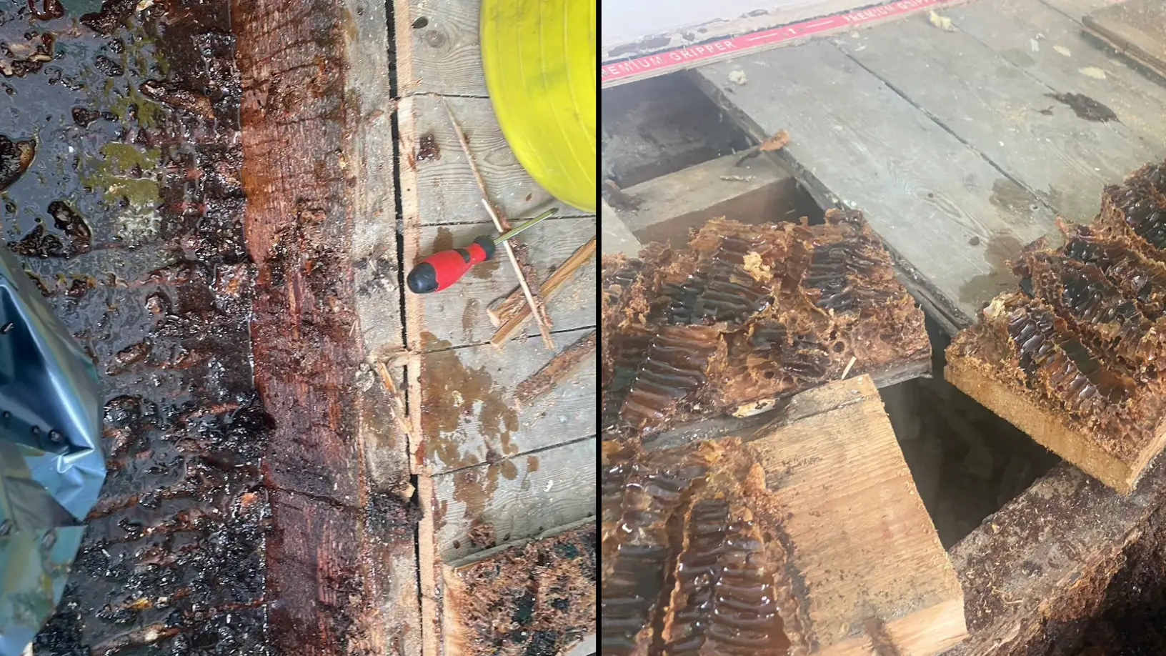 Couple discover home is turning into giant beehive as honey starts dripping down walls