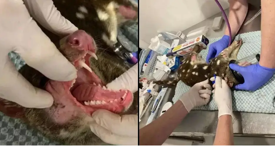 National Parks and Wildlife Service NPWS