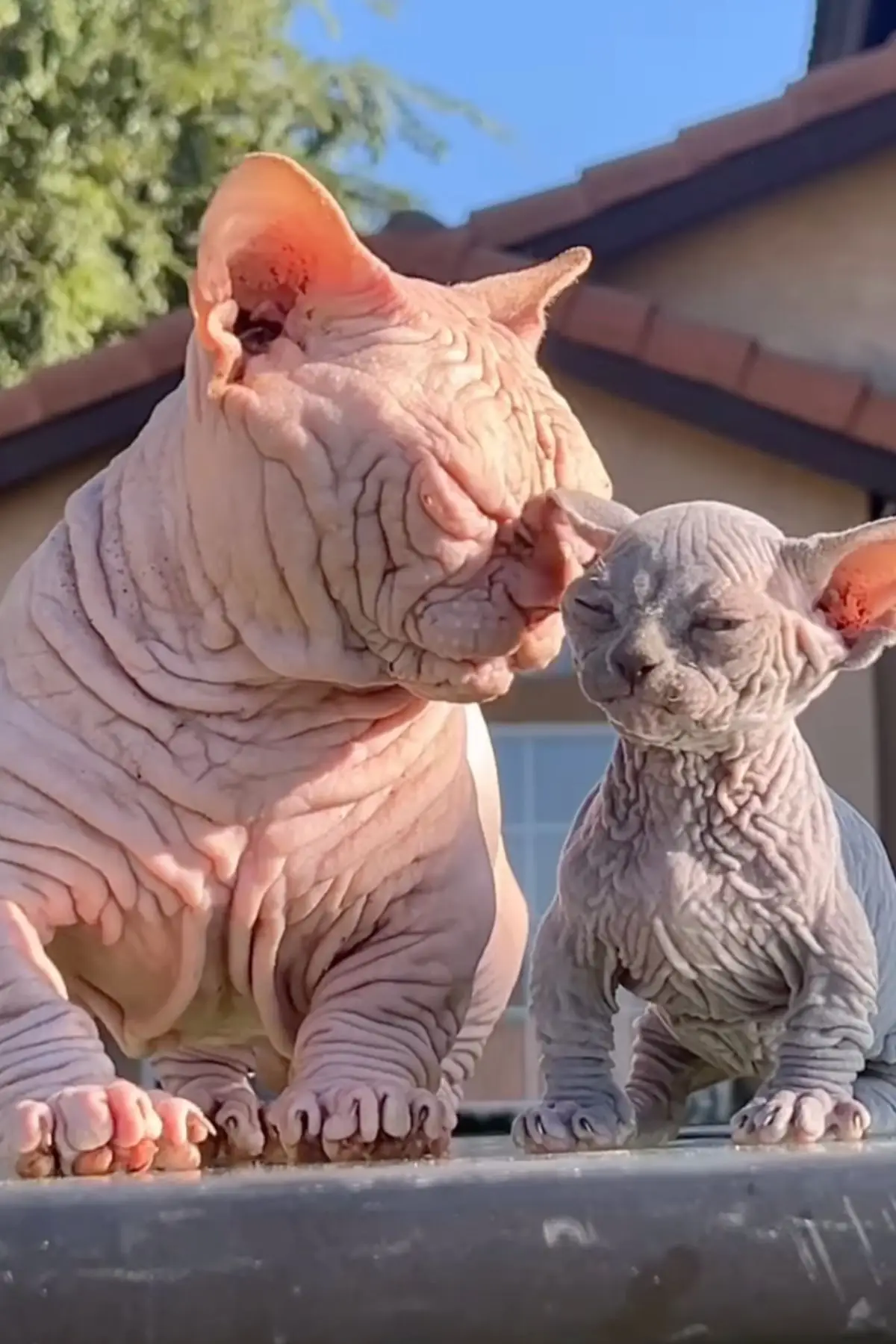 'Bullycats' are rising in popularity (Instagram/@bullbinos)
