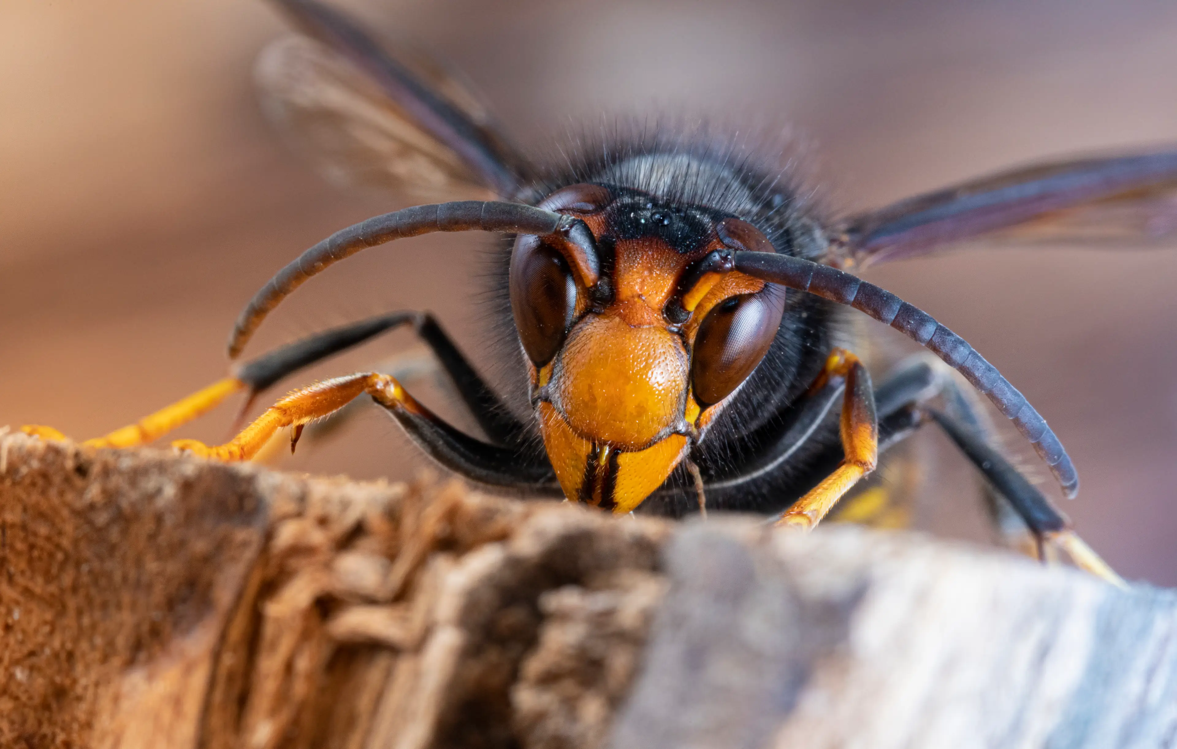 If you do get stung by one, there is a way to reduce the effects. (Getty Stock Photo)
