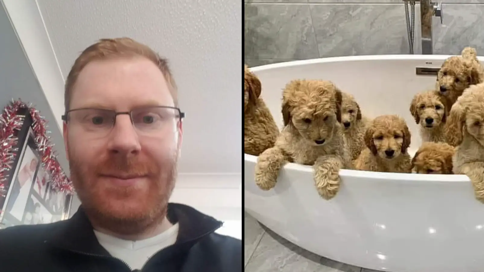 Man suspected to have been murdered in own home after labradoodle was stolen