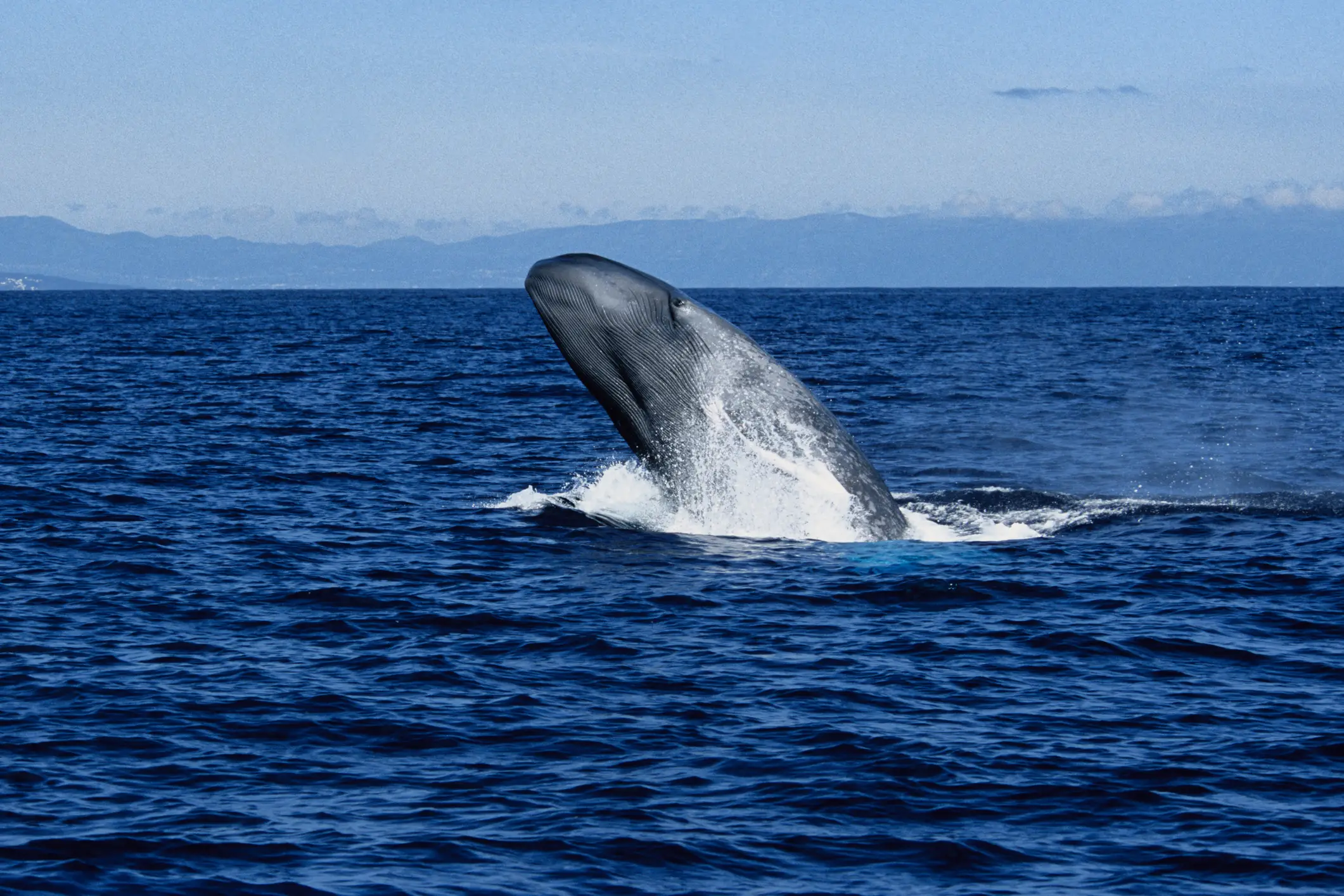Blue whales are spending too much time hunting food to sing (Getty Stock Image)