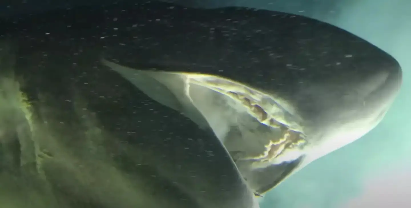 NOPE... (OceanX/YouTube)