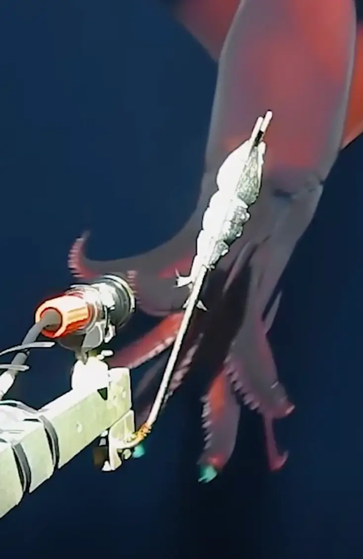 Two angles of the footage highlighted just how massive the squid was. (UWA/Inkfish)