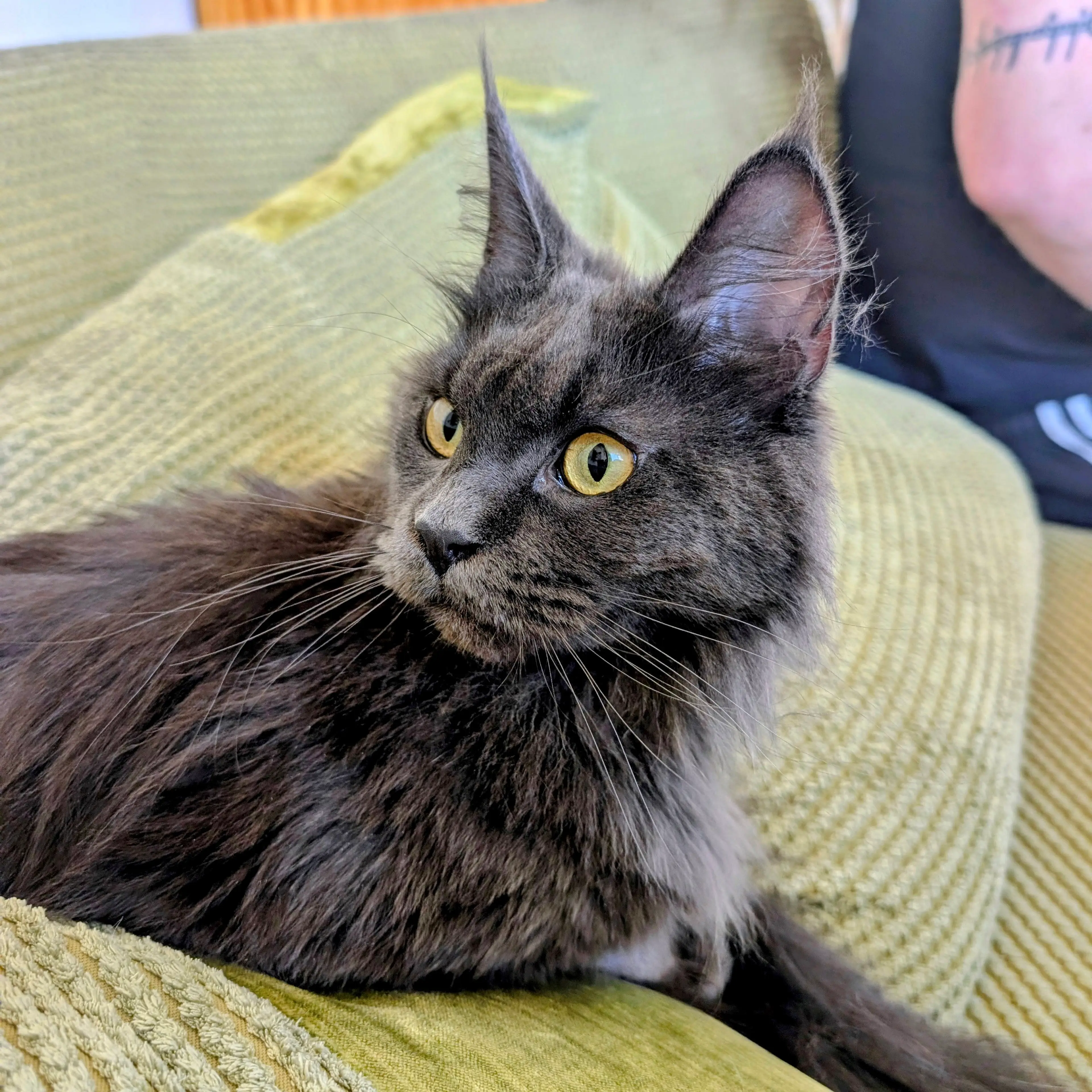 Ivy vanished just hours after arriving at Erika's home, leaving the pet owner devastated (SWNS)