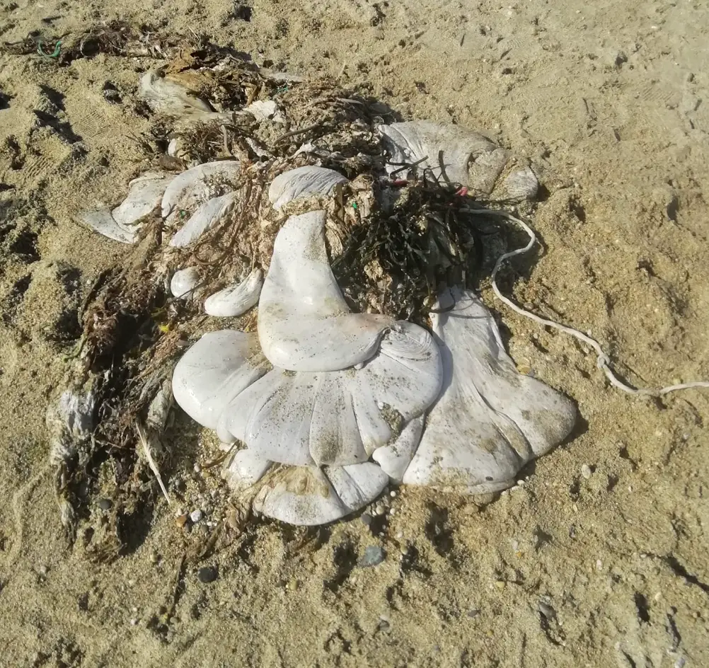 Helen said it had no obvious markings and didn't stink.