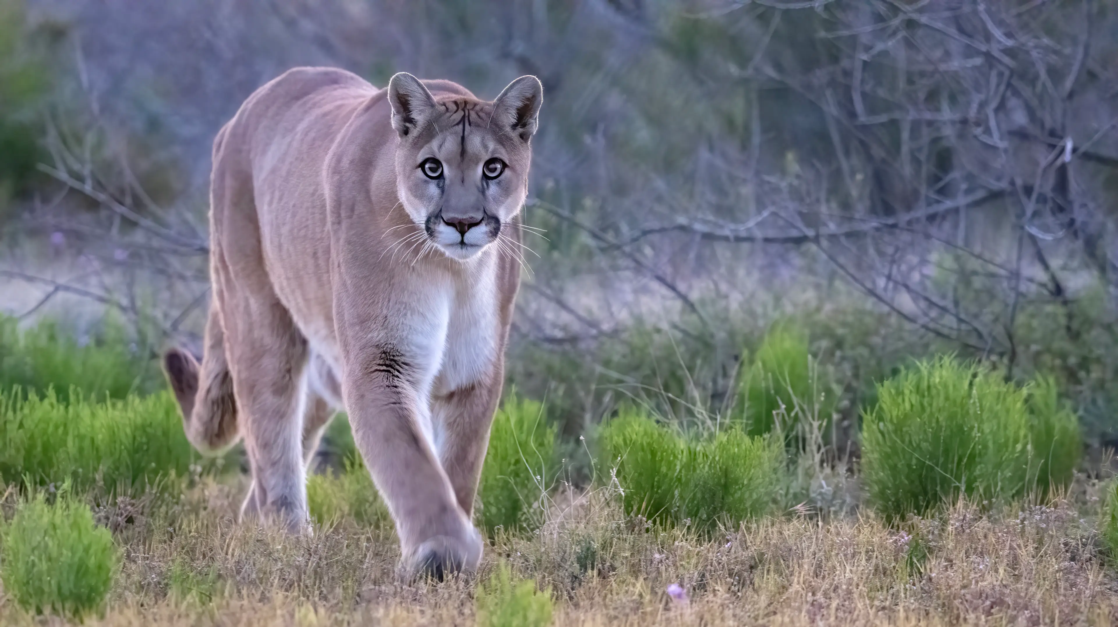 Kristen Marie Kovatch was killed by a pack of mountain lions in early January (Getty Stock Image)