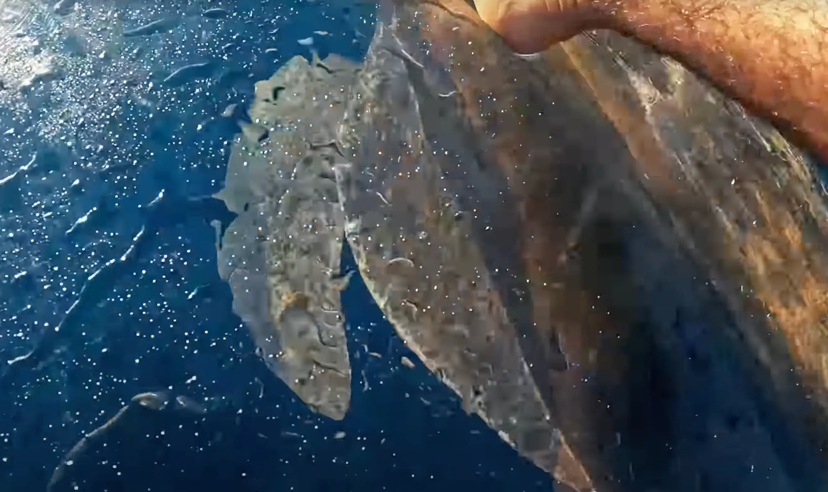 The turtle swam right under him (ybsyoungbloods/YouTube)