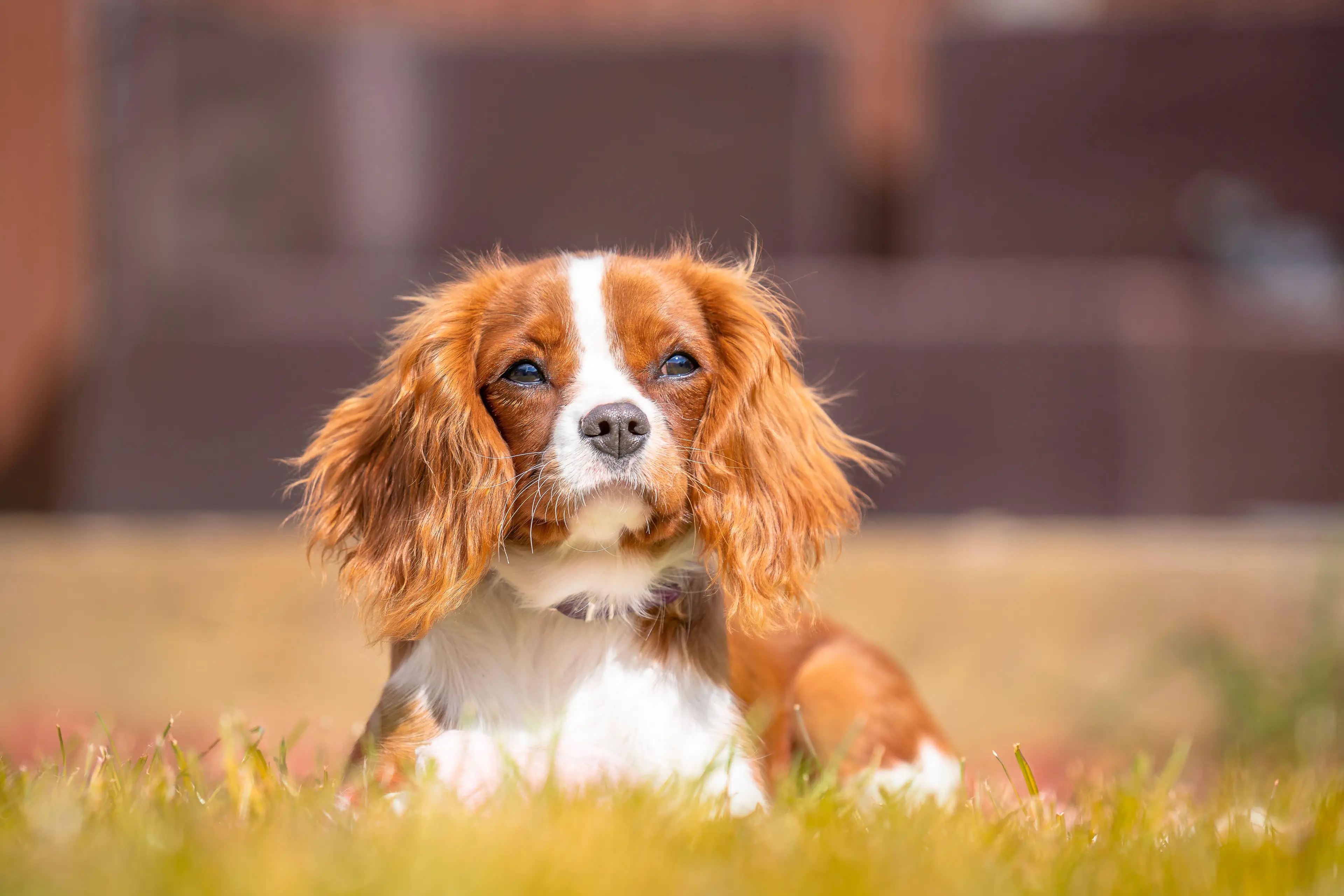 The ruling stated neither Cavalier King Charles Spaniels (pictured) or English Bulldogs could be categorised as 'healthy'.