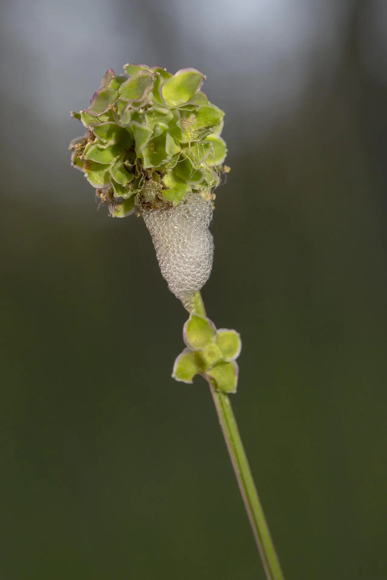Experts are warning of a potentially deadly foam found in UK gardens.