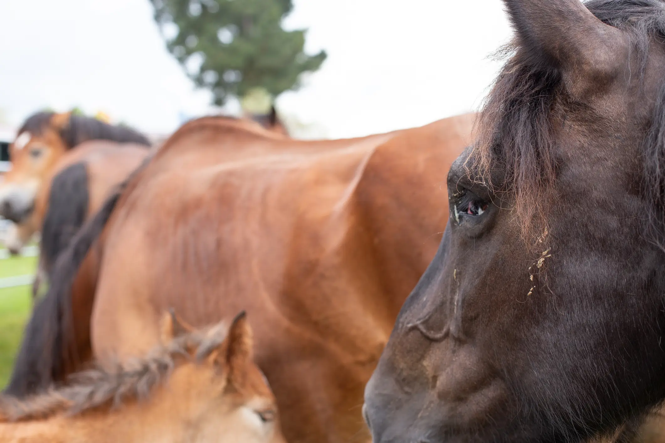 The teenager decided to send the pony to the zoo to be euthanised (Getty Stock Image)