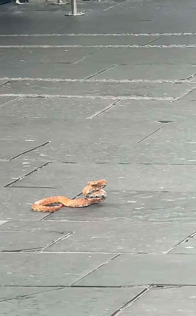 It's suggested the snake was abandoned. (TikTok/Mcbainthepain)