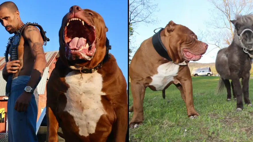 Instagram/@Iam_thehulk