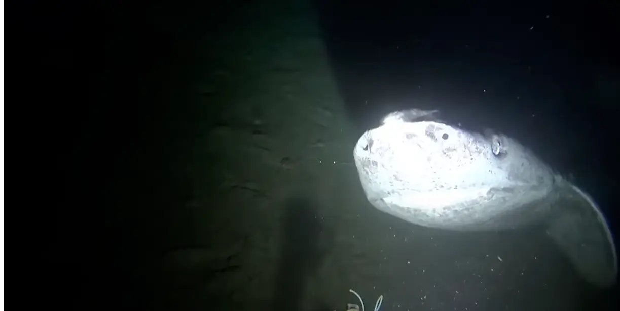 They can grow up to 23 feet long (YouTube/brynndevine/Natural World Facts)