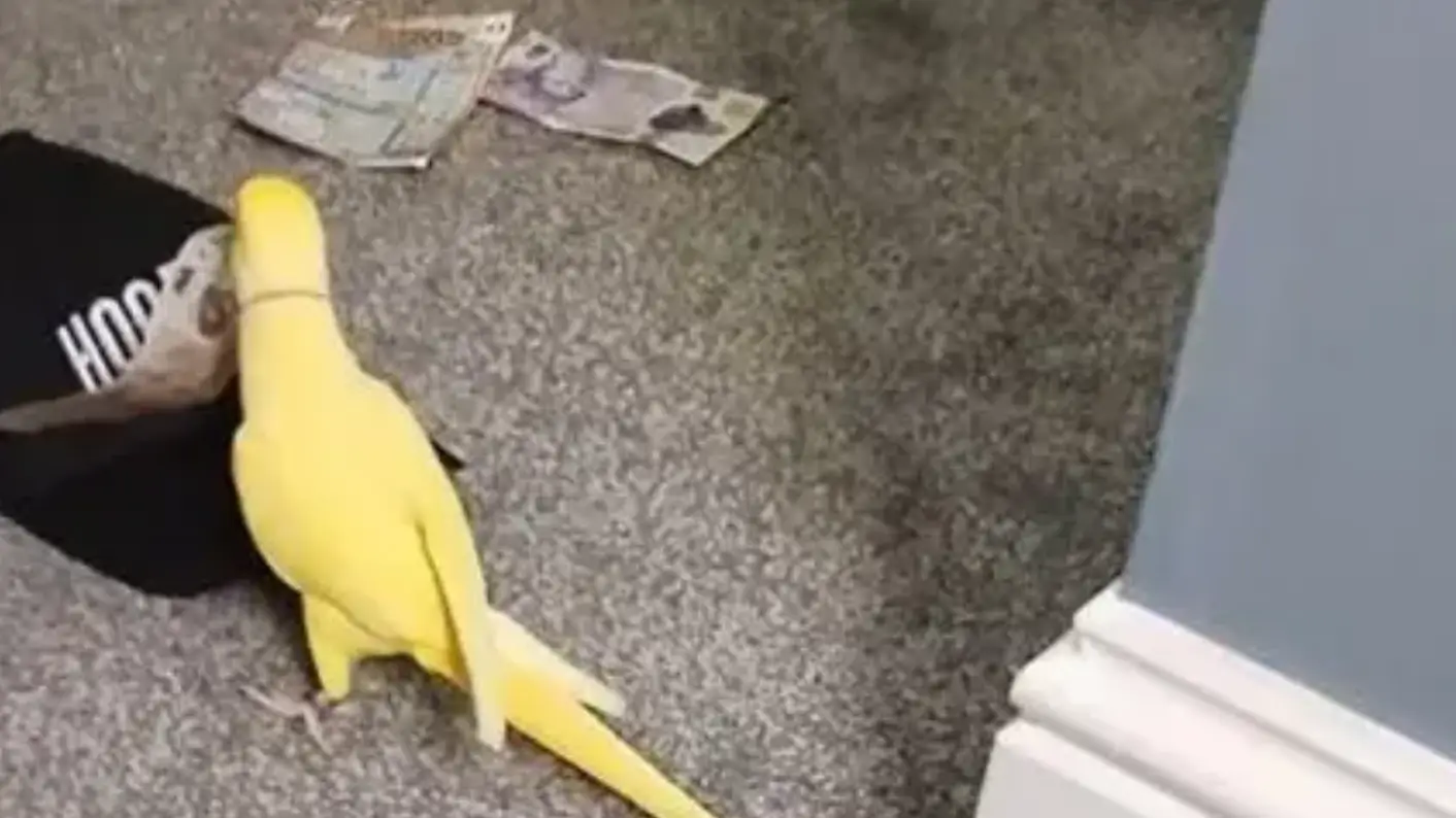 Pet parrot puts drug gang behind bars by chirping 'two for 25'