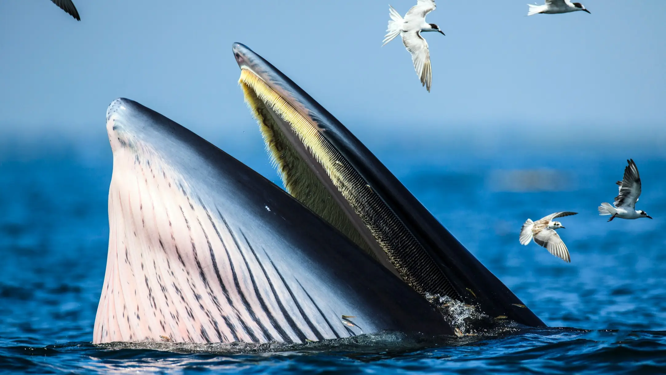 Man 'swallowed' whole by whale only realised once it went dark