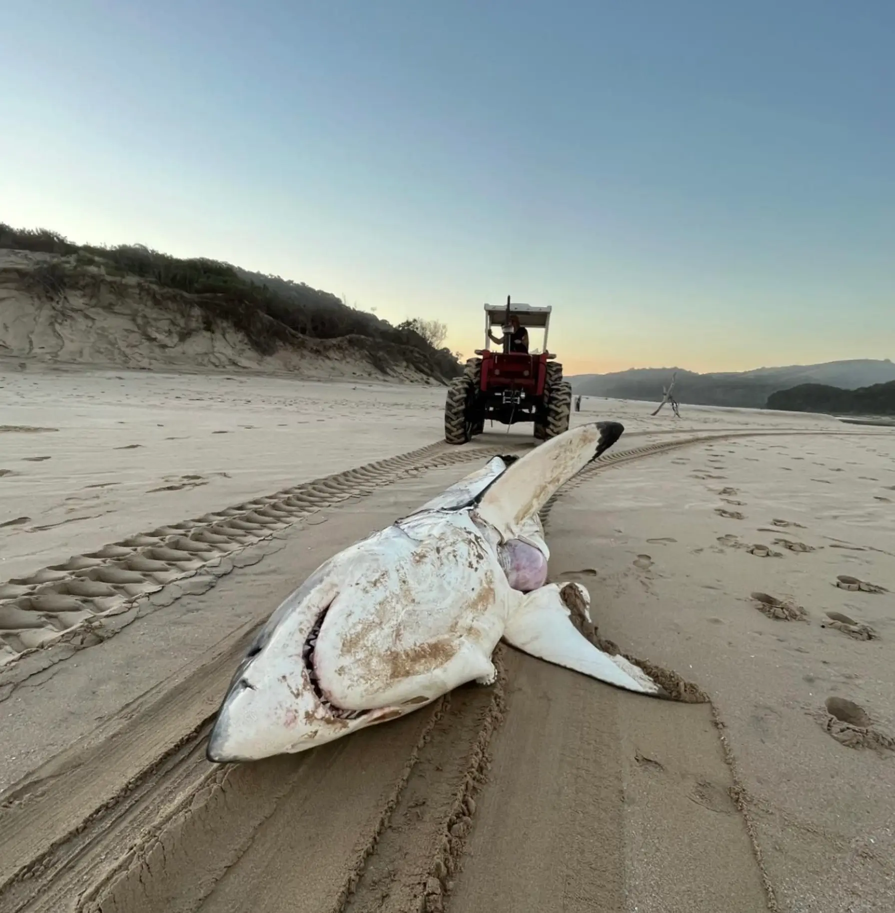 The mangled corpse of the great white shark washed up in South Africa (Instagram/alisontowner)